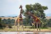 Calauit Safari Park