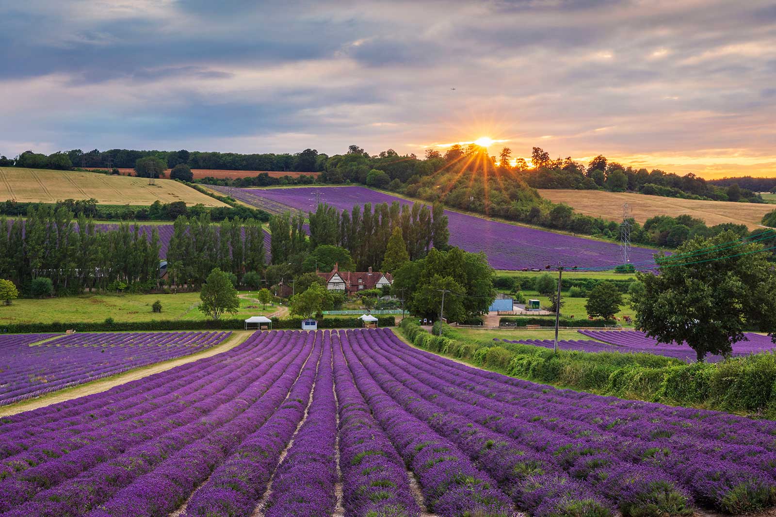 A lavender field at sunset.