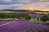 A lavender field at sunset.