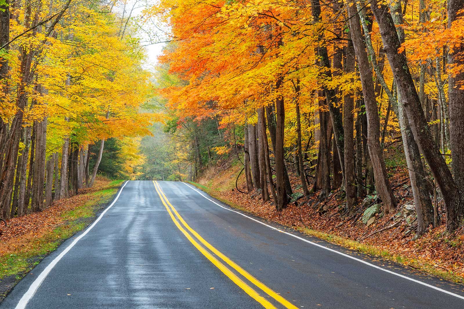 Road lined with trees in bright orange fall color.