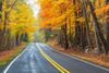 Road lined with trees in bright orange fall color.