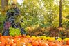 Landscape fall pyramid shaped gardenscape consisting of ornamental cabbages, pumpkins and yellow mums
