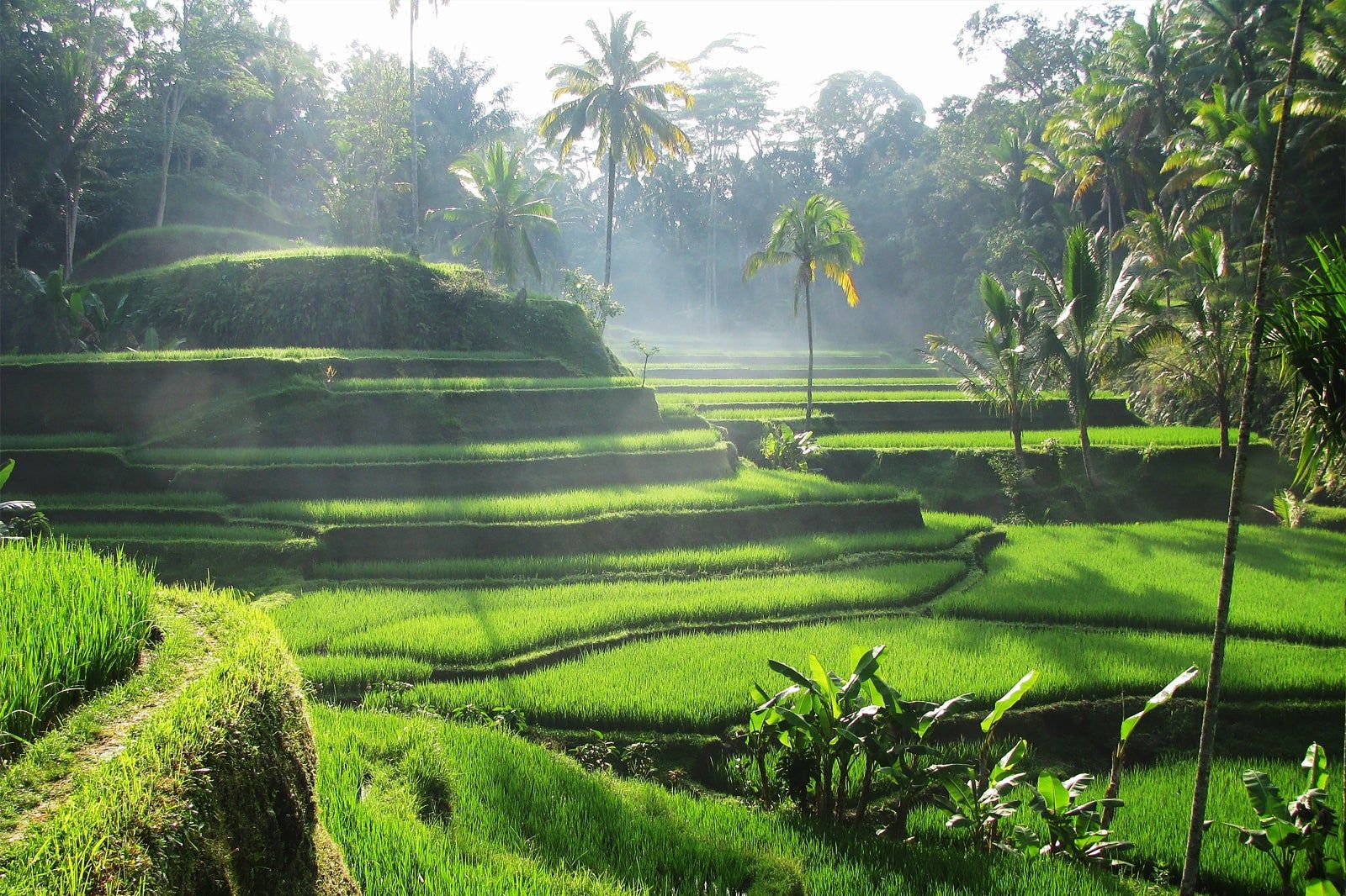 Ubud in Bali