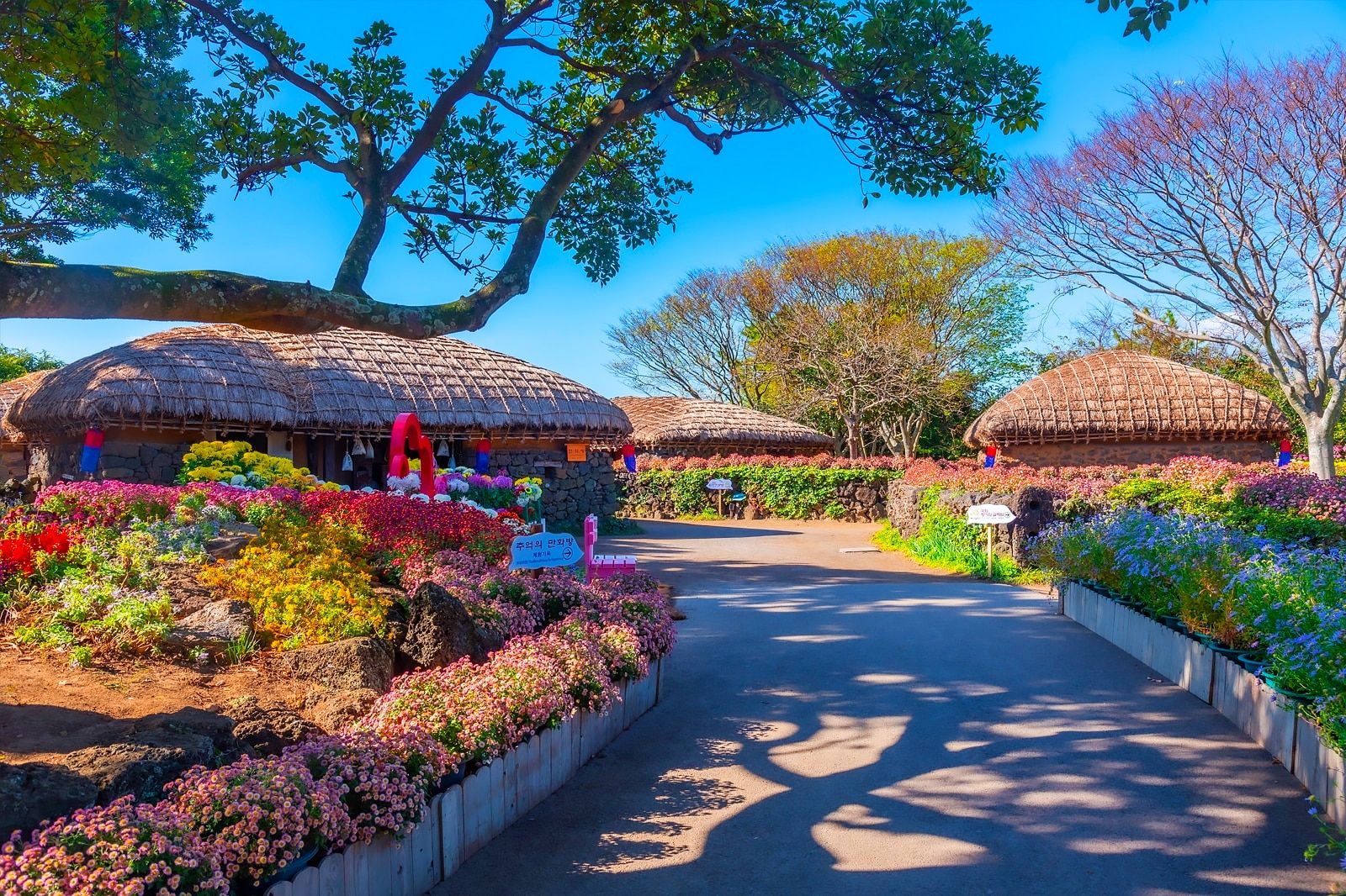 Best Places Locals Love to Go in Jeju Island