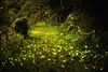Fireflies in Basianshan Forest