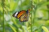 Butterfly in Hong Kong Wetland Park