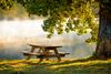 Picnic bench under a tree on a misty morning.