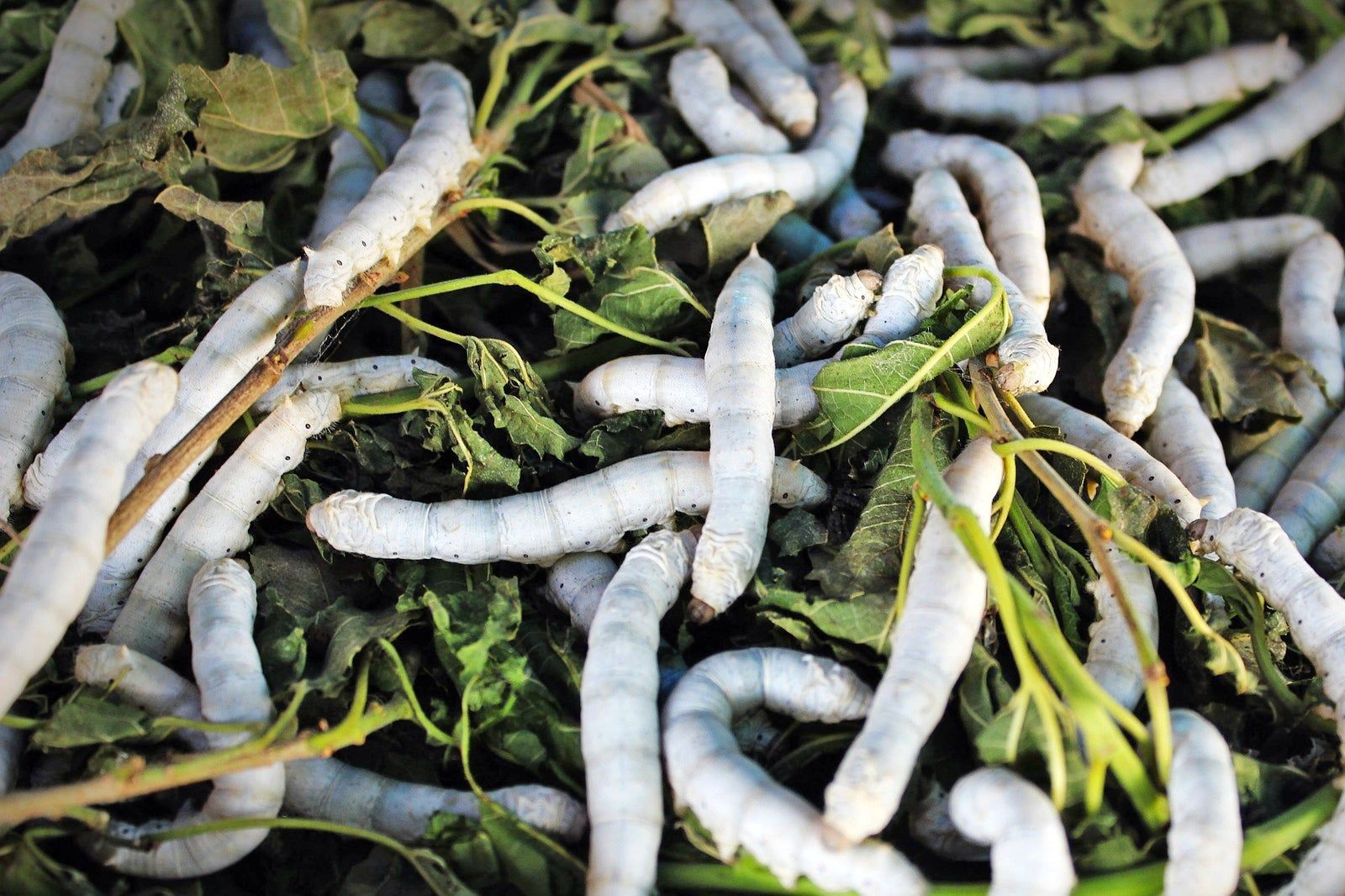 Mulberries Organic Silk Farm in Xieng Khouang
