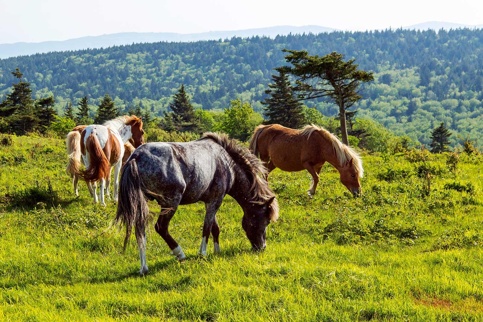 Wild horses grazing.