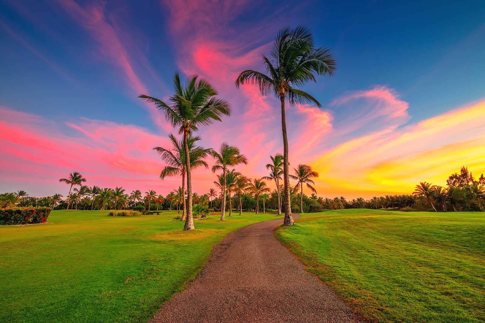 Sunset with pink and yellow and palm trees. 