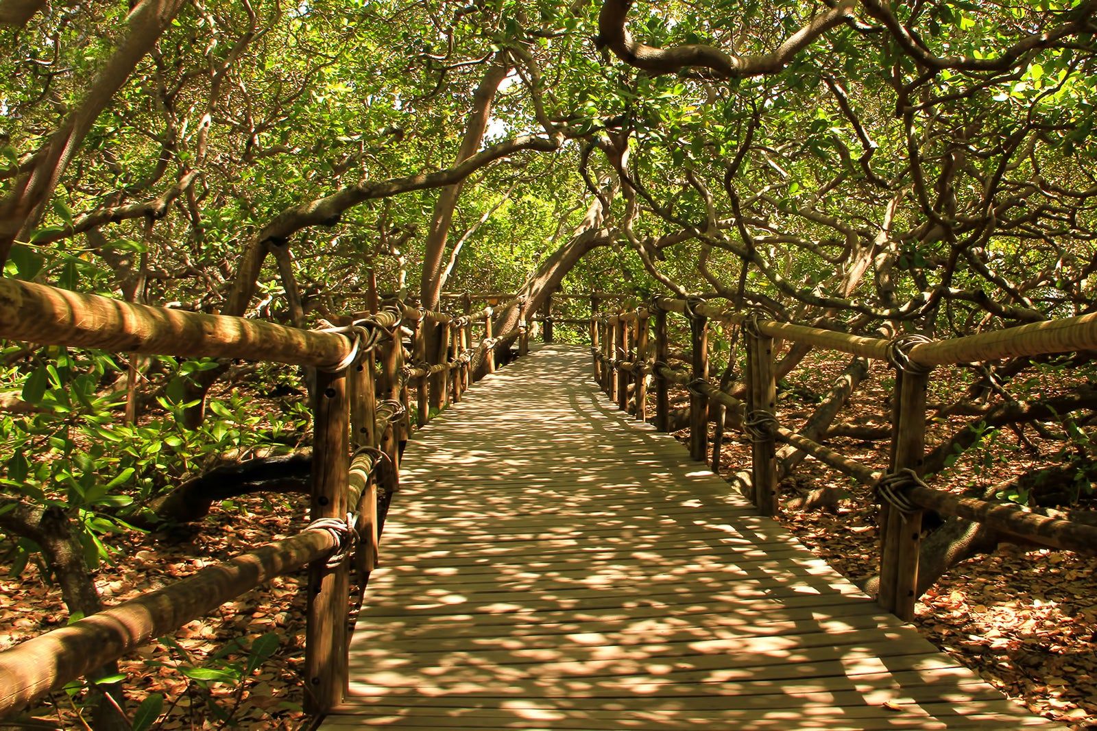 Cajueiro de Pirangi em Parnamirim