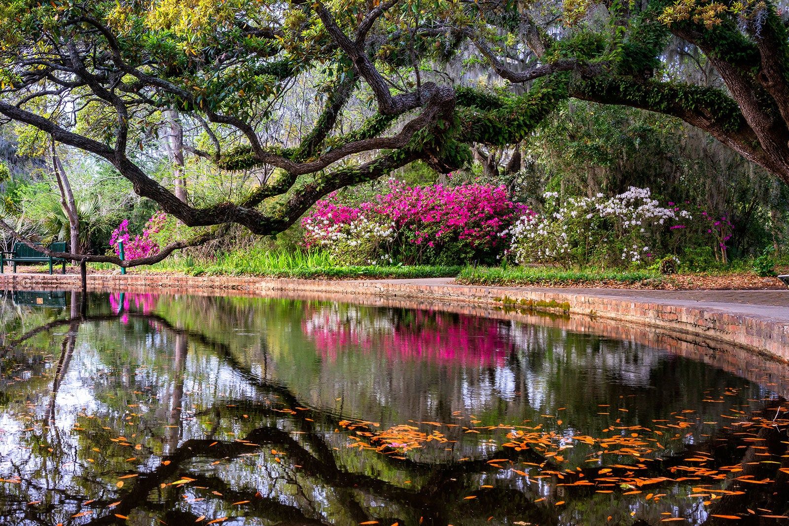 Pond with flowering trees.