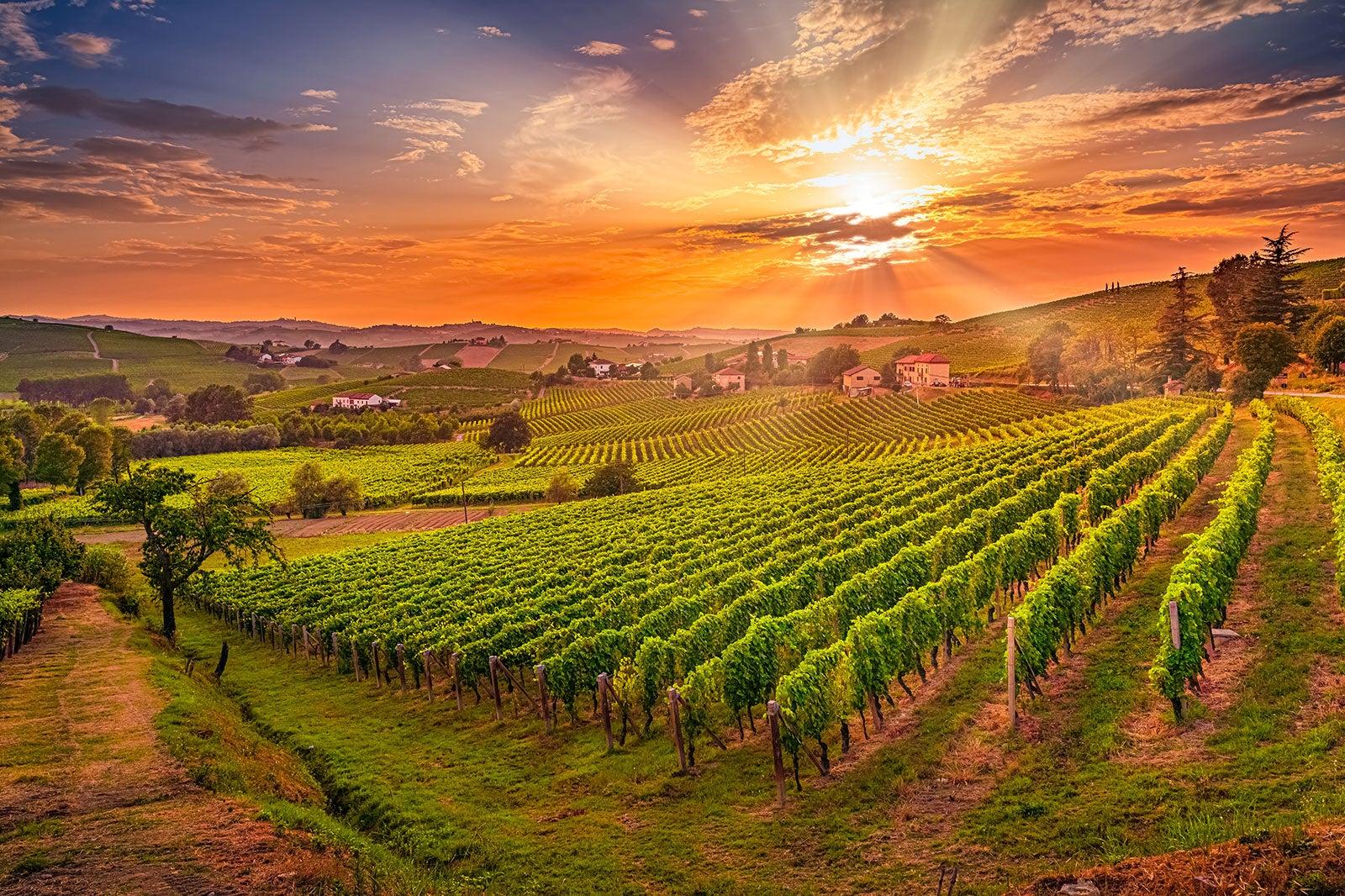 Vines on a slope at sunset.