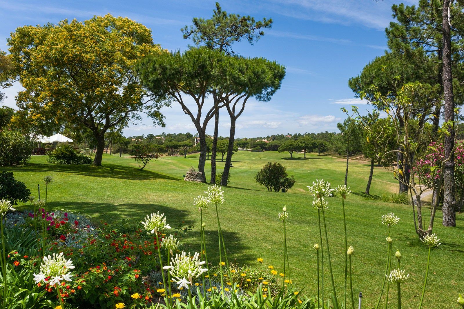 Flowers with golf greens.