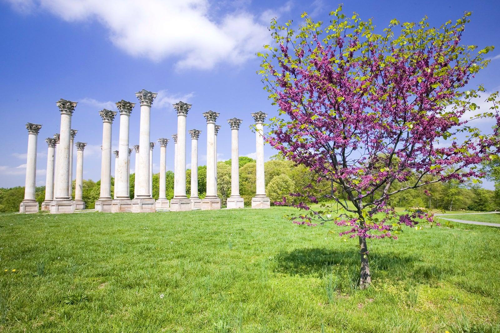 United States National Arboretum in Washington DC