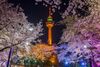 A yellow watch tower in between the cherry blossom trees at night.
