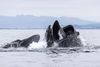 Humpback whales in the water.