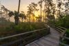 Swamp with a wooden walkway at sunrise.