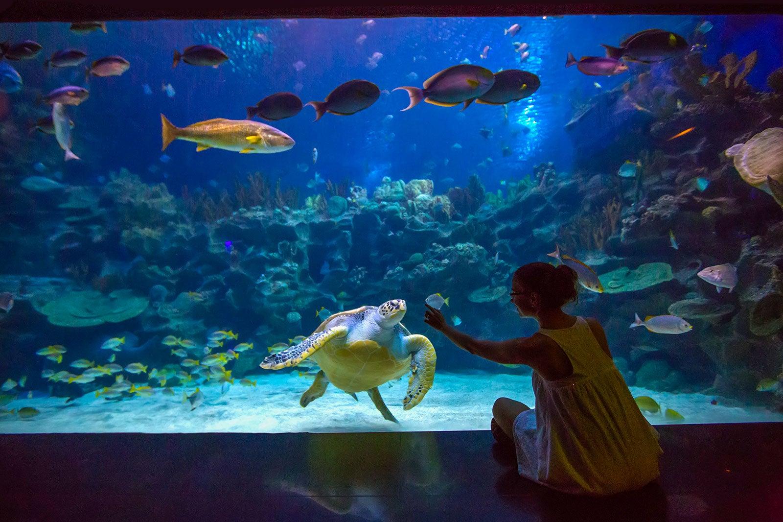 A woman looking at a sea turtle.