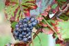 photo by <a href="https://pixabay.com/photos/grapes-vine-autumn-read-grapevine-2786328/" target="_blank" rel="noreferrer">manfredrichter</a> (<a href="https://creativecommons.org/share-your-work/public-domain/cc0/" target="_blank" rel="noreferrer">CC0</a>)  modified