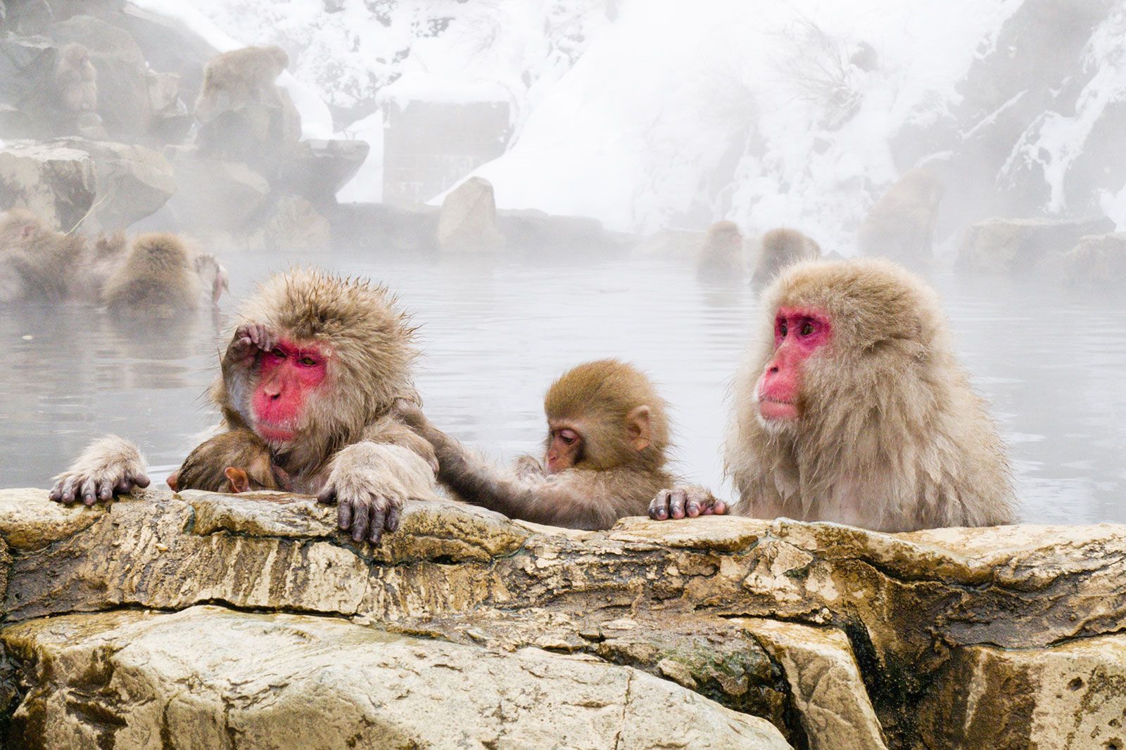 A group of monkeys sitting in a hot spring.