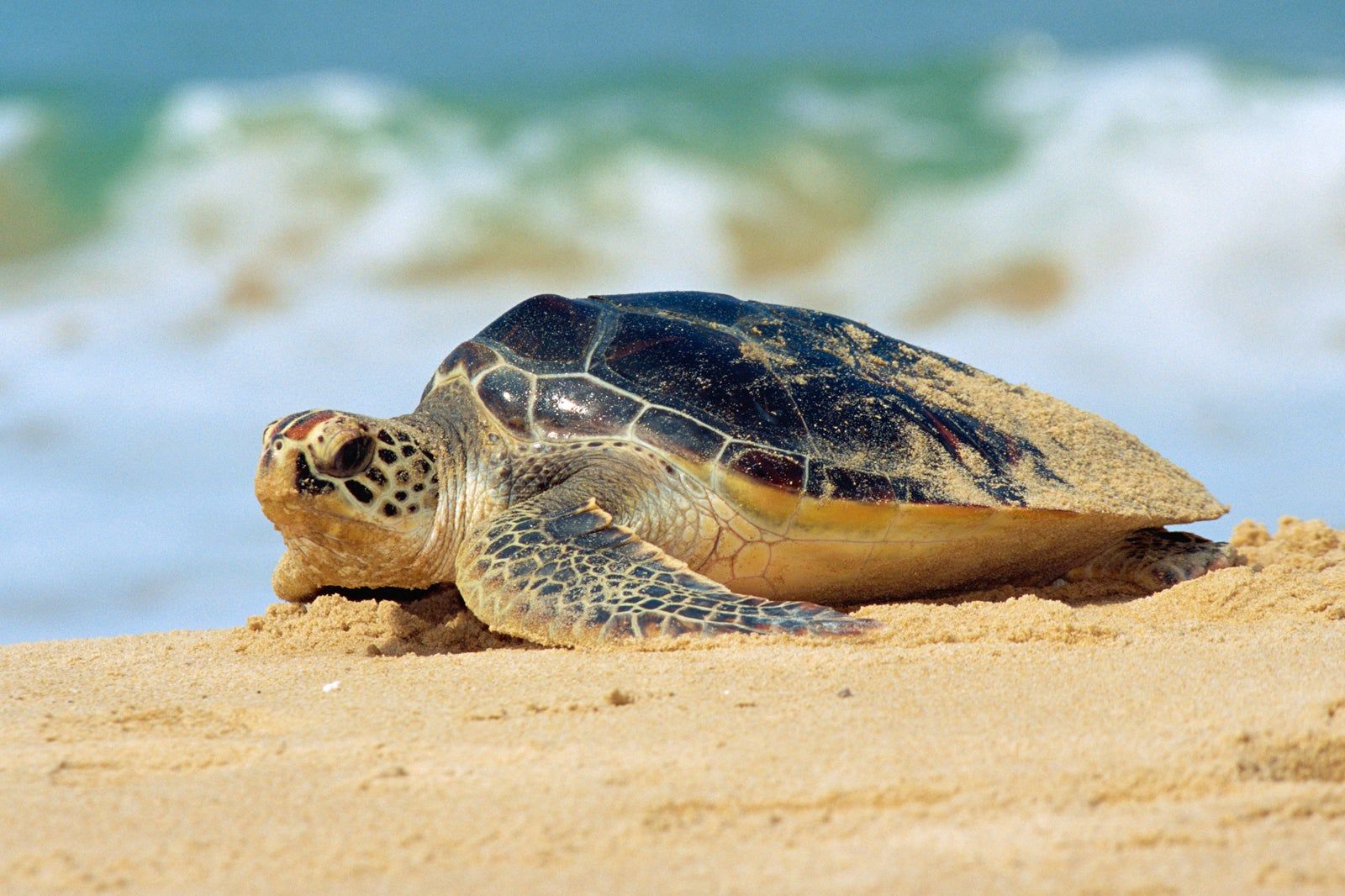 Mai Khao Marine Turtle Foundation