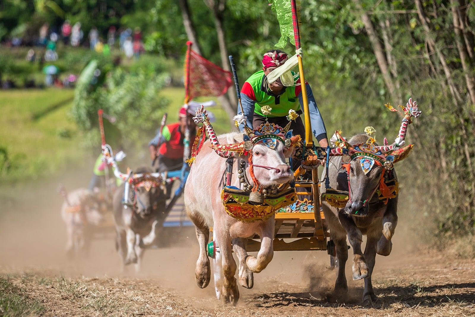Makepung Buffalo Races in Bali