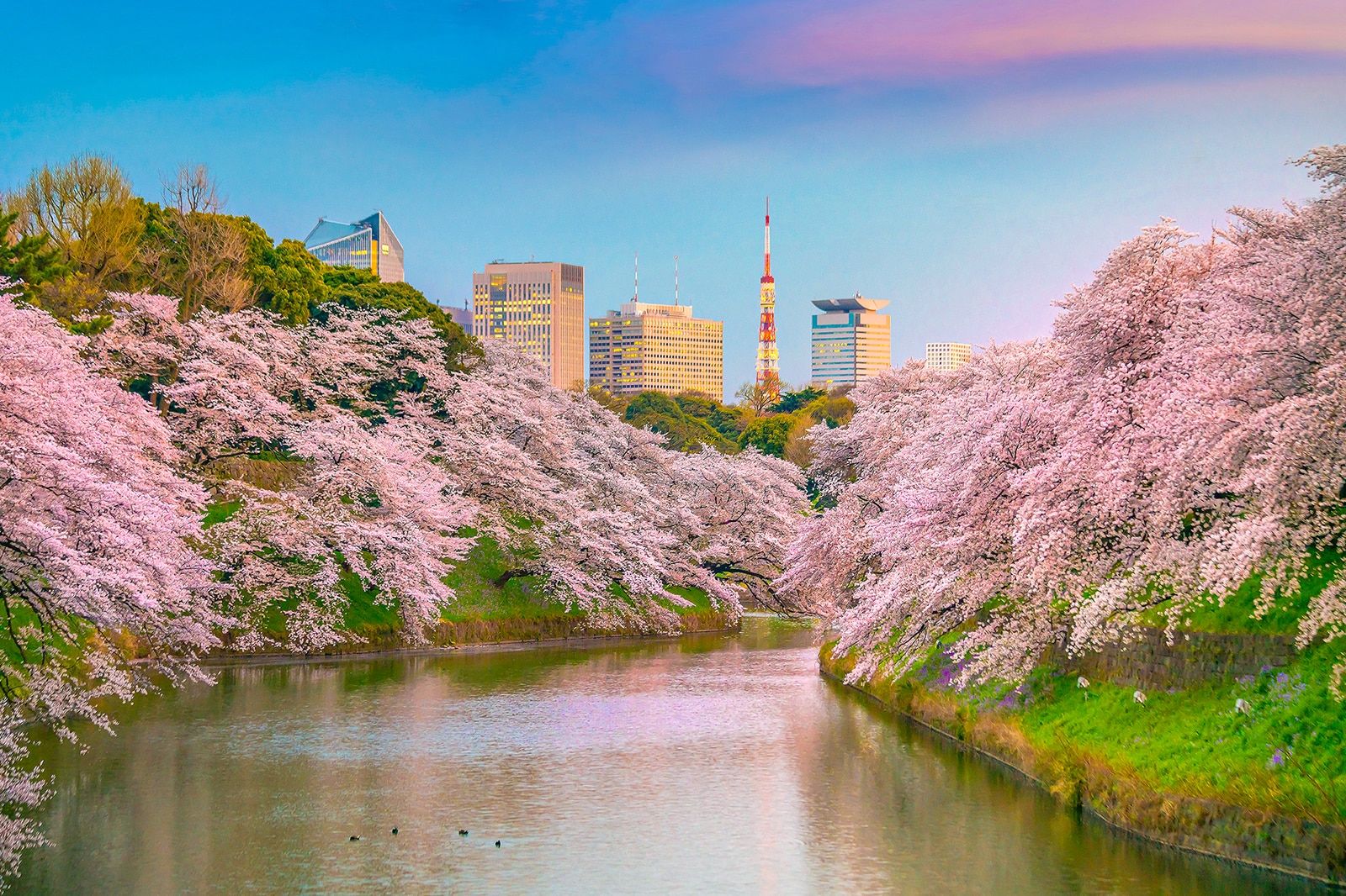 Things to Do in Tokyo in Spring