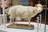 La oveja Dolly en el Museo Nacional de Escocia en Edimburgo