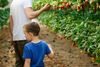Man and boy picking strawberries on a farm.