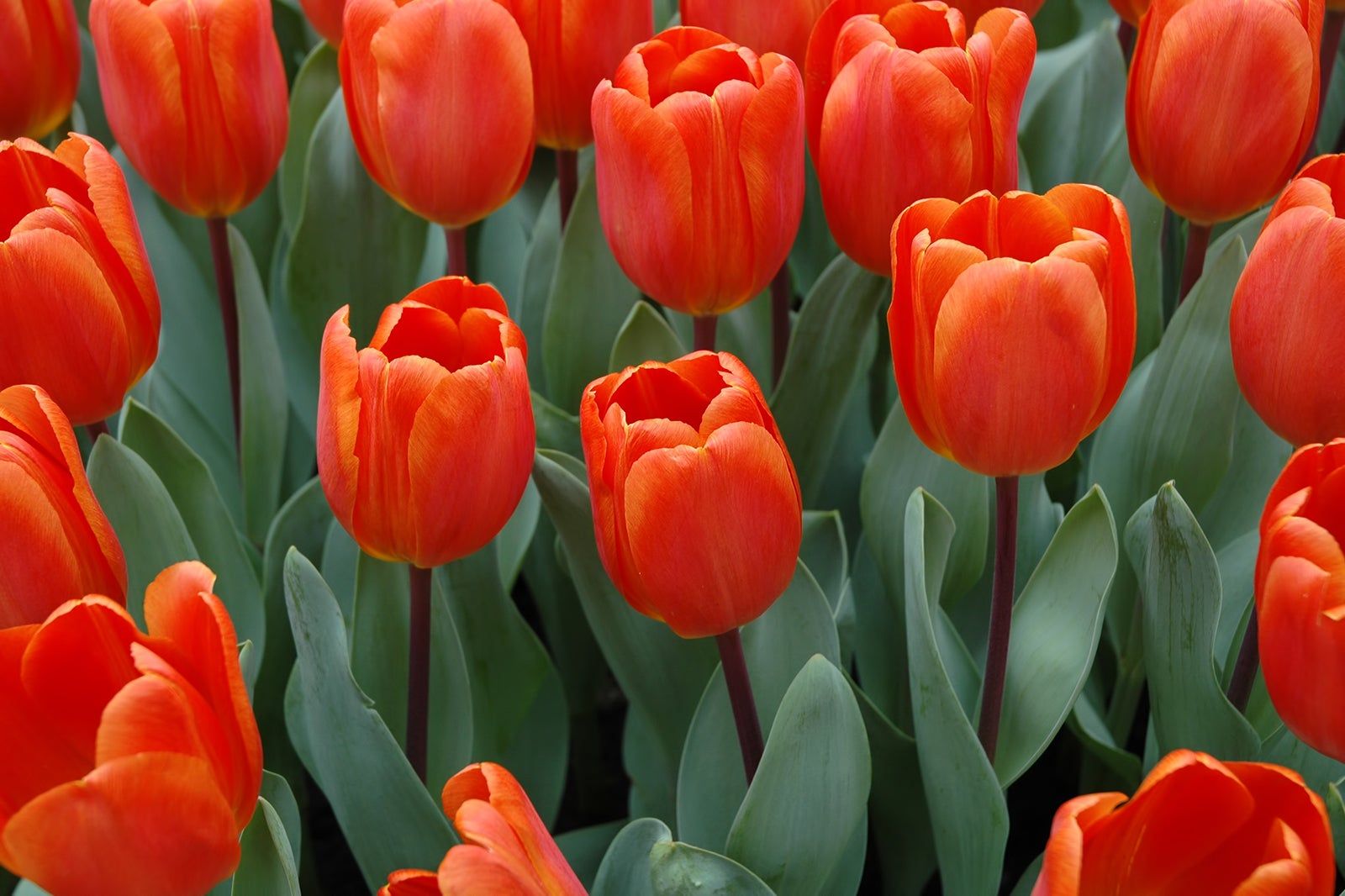 The Tulip Museum in Amsterdam