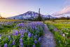 A trail in between the lavender plants with a mountain in the background.