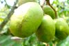 Foto de <a href="https://pixabay.com/photos/ambarella-focus-fruit-juicy-food-205619/" target="_blank" rel="noreferrer">nevillekingston</a> (<a href="https://creativecommons.org/share-your-work/public-domain/cc0/" target="_blank" rel="noreferrer">CC0</a>)  modificada