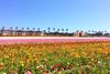 Carlsbad Ranch in San Diego