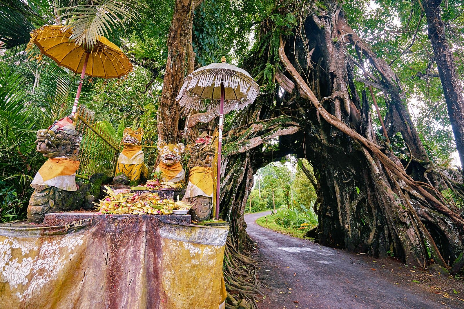 Bunut Bolong in Jembrana