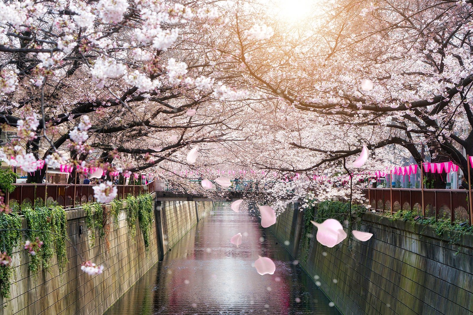 Top Cherry Blossom Spots Nationwide
