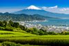Shizuoka Travel Guide