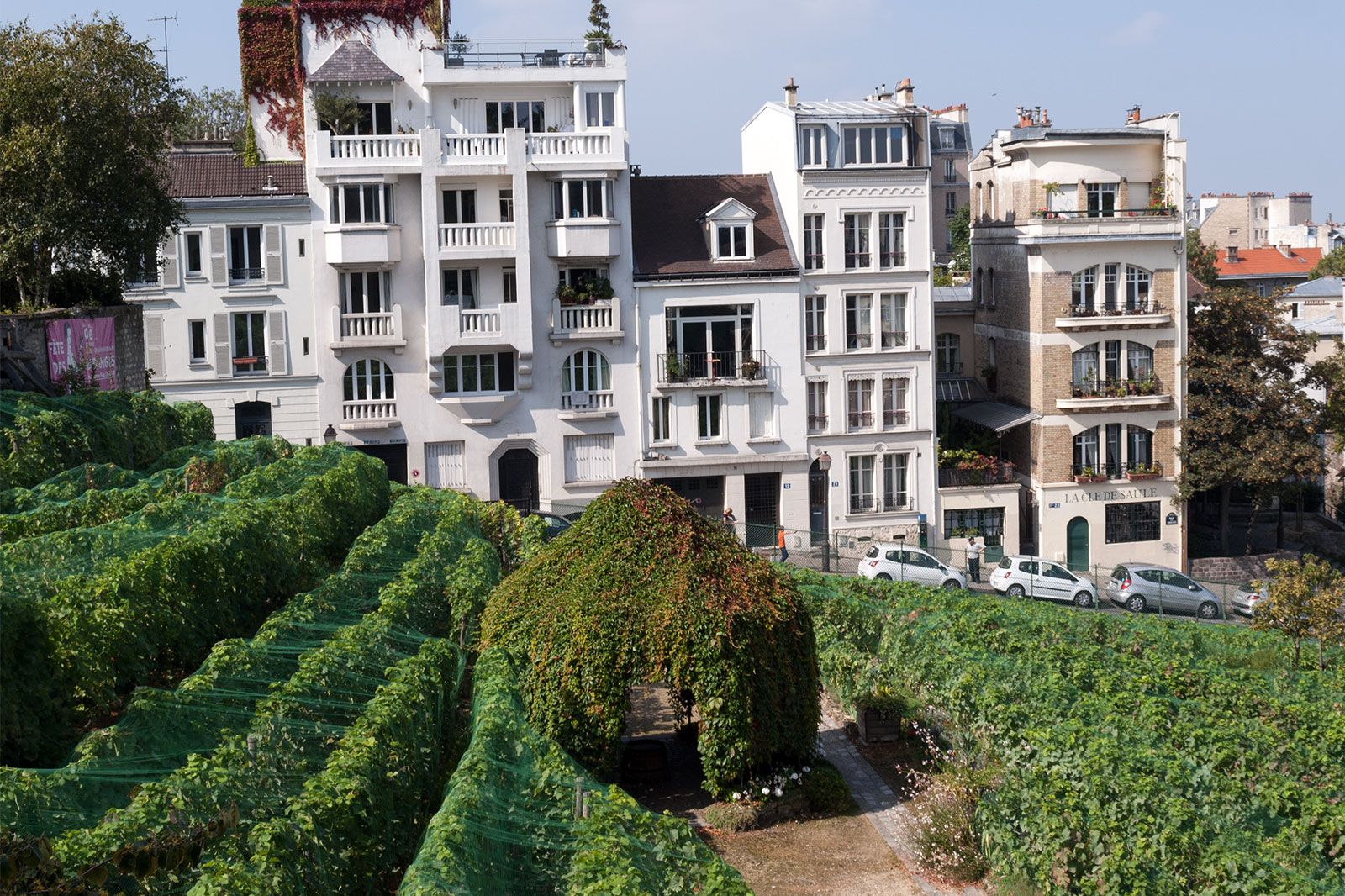 Gardens and vineyard on a hillside.