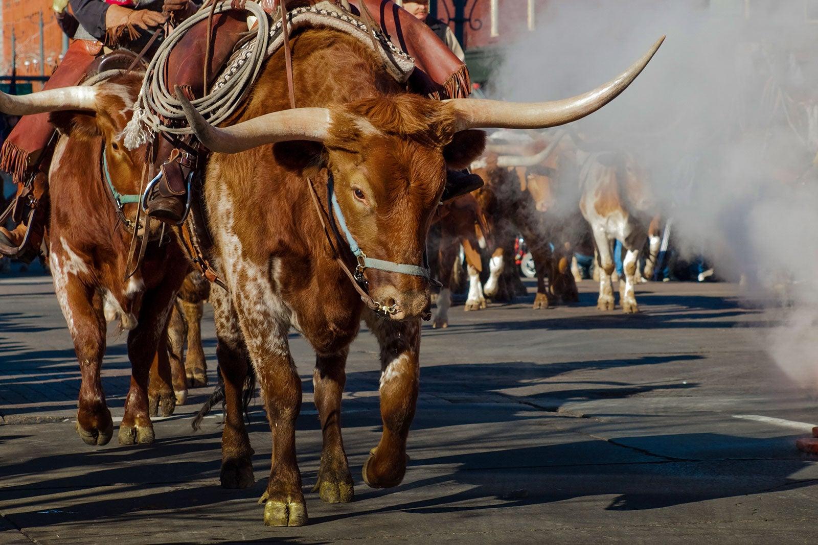 Longhorn cattle walking down the street during a festival.