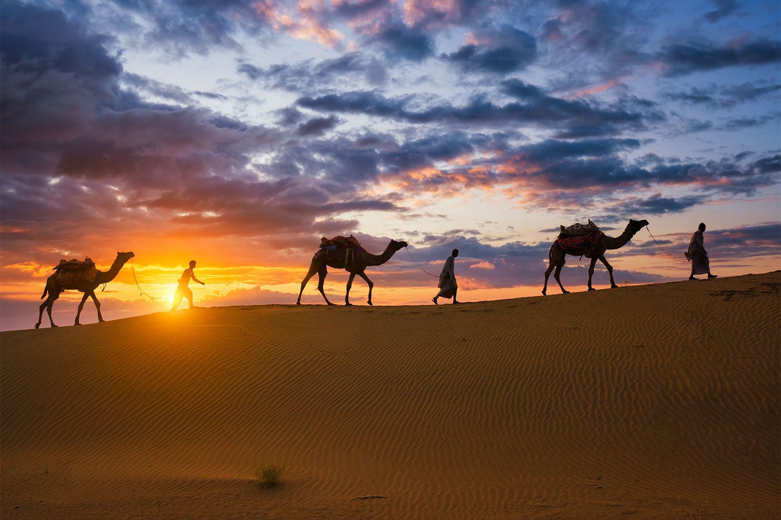 People lead camels around the desert at sunset.