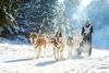 Kingmik Dog Sled Tours