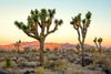 Joshua Tree National Park in San Diego