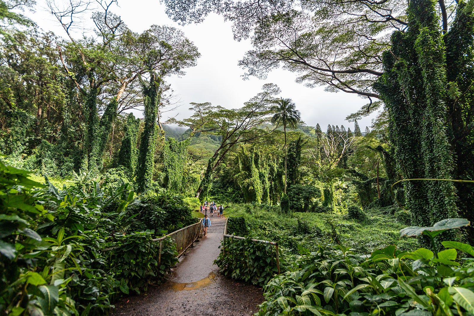 Manoa Falls Trail in Honolulu 