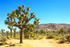 Joshua Tree National Park in San Diego