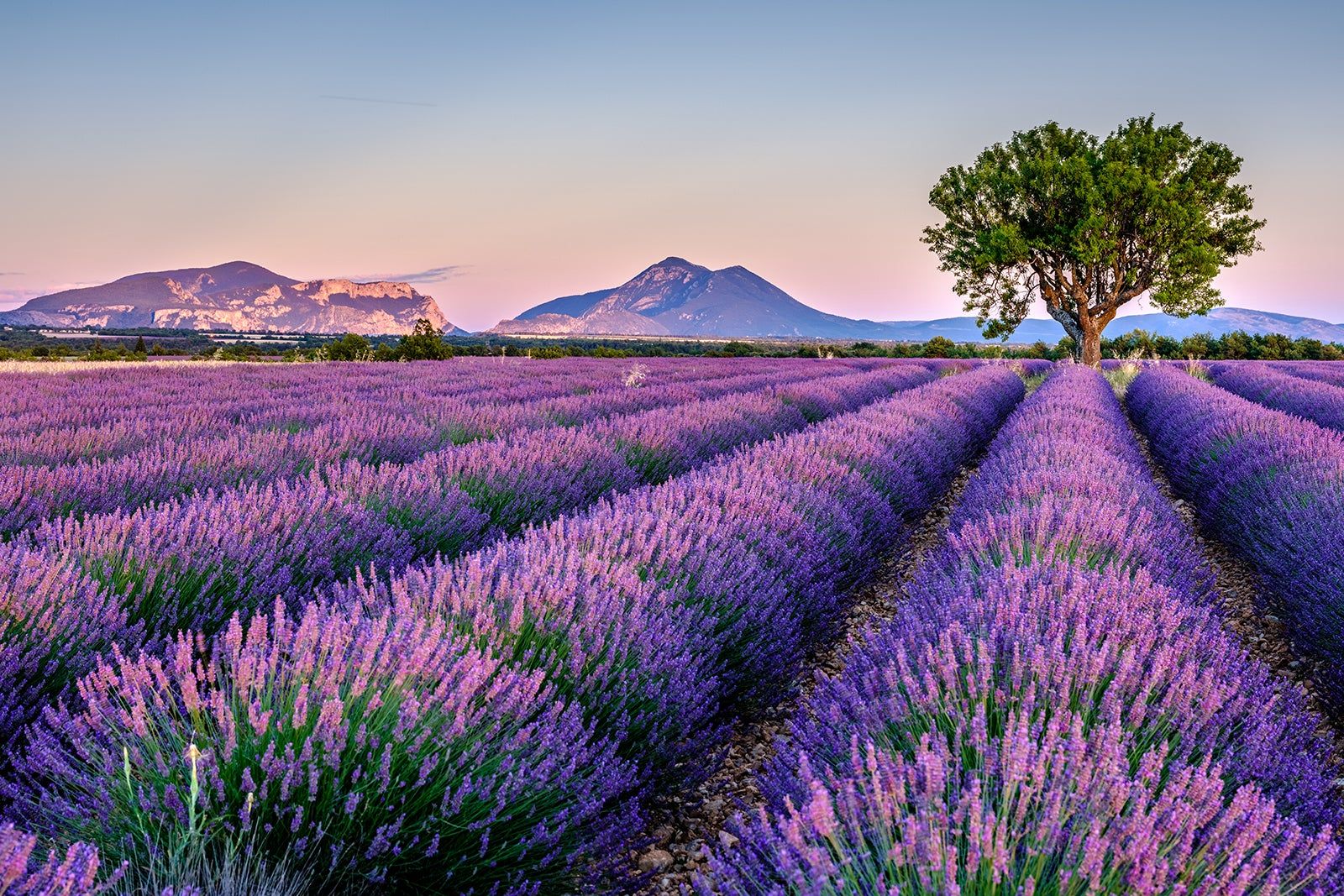 Lavender fields in France 