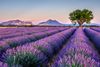Lavender fields in France