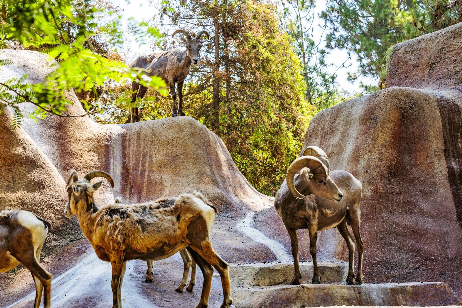 Desert Bighorn Sheep in Los Angeles Zoo