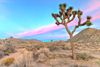 Joshua Tree National Park in San Diego