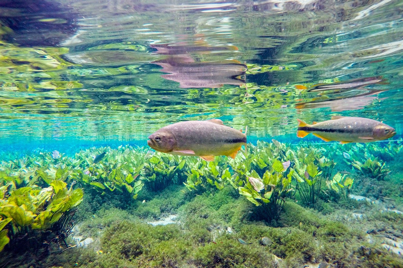 4 dicas infalíveis para curtir Bonito