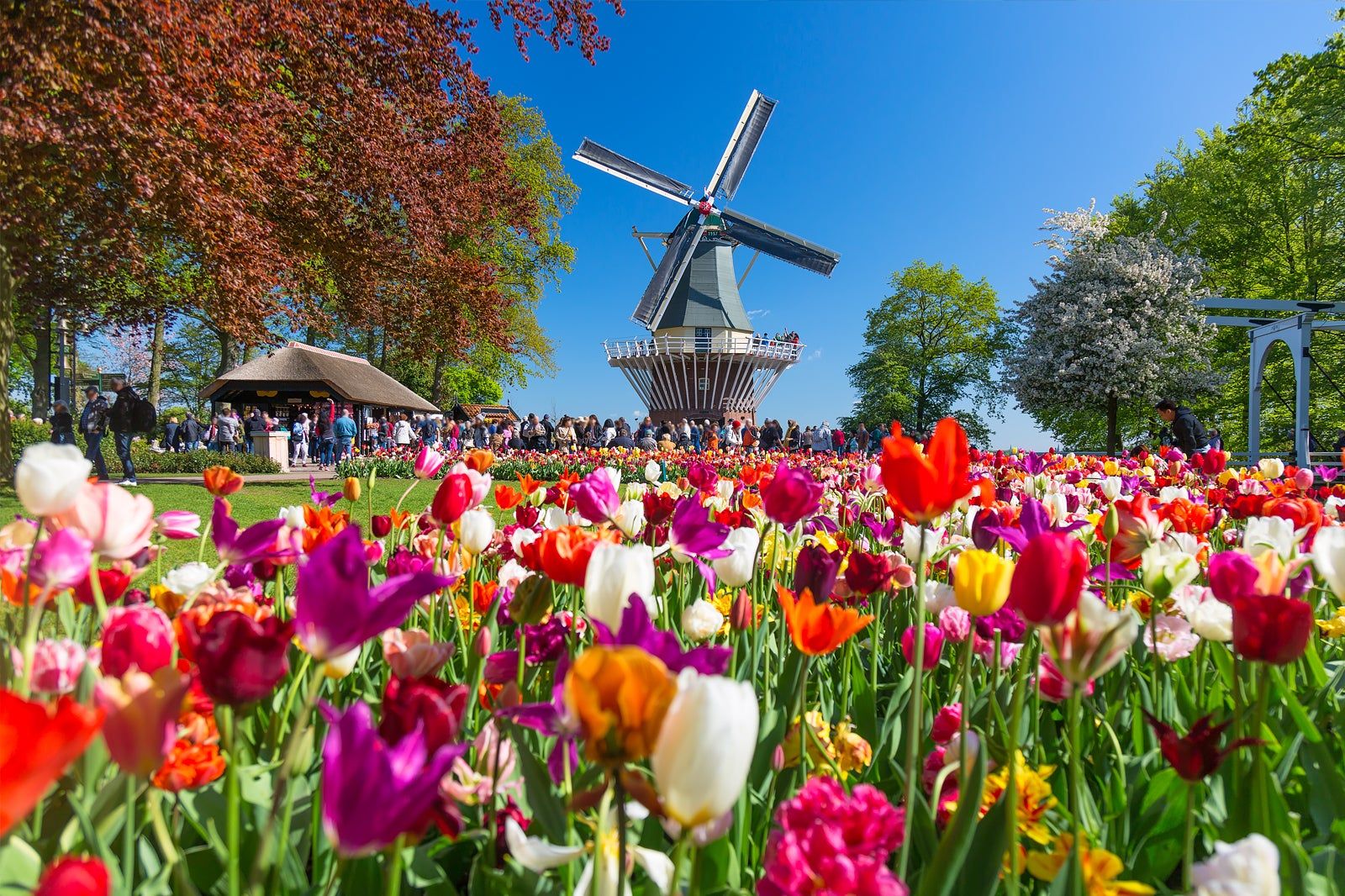 Best Festivals in the Netherlands